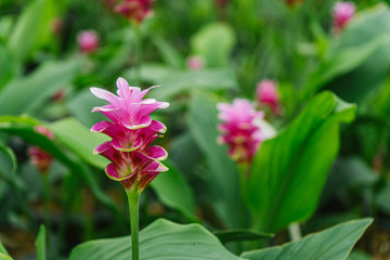 Pink flowers.Siam Tulip.Beautiful field of flower in National Park