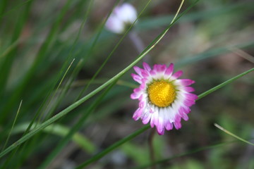 Margheritina primaverile