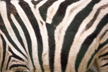 Closeup of zebra print