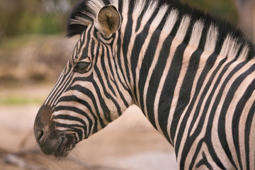 Closeup portrait of a young zebra