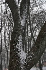 Fototapeta premium fragment of a tree trunk covered with snow