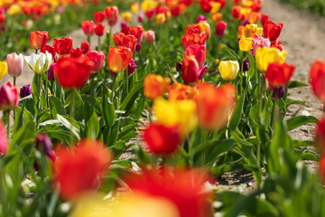 Colorful tulip field in the sunshine. Yellow, red, pink and white tulips in the back light. Backlit photography