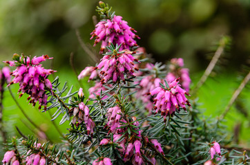 Purple loosestrife