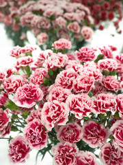 スプレーカーネーション