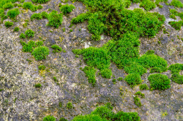 Tree skin