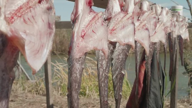 Bodies of caught and cut catfish are prepared for smoking. close up view. Fishing harvest.