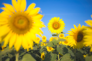 closeup sunflower field in  blue sky