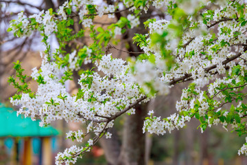 Beautiful white spring tender flowers blossom. Spring time flowers background.