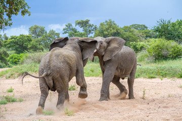 Fototapeta na wymiar Duelling African elephants isolated in a dry river bed in the wild image in horizontal format