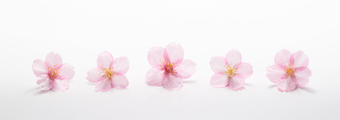 桜の花　白い背景