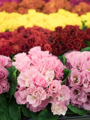 プリムラ・ジュリアンの花苗