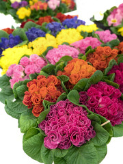 プリムラ・ジュリアンの花苗