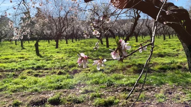 Almond tree flowers in spring 
