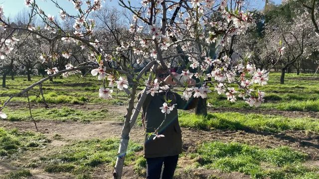 A woman takes photos of blooming almond trees 