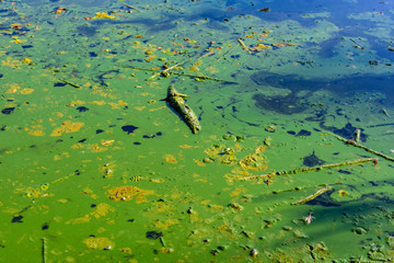 Green algae pollution on the water surface. Ecological concept