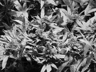 Cannabis indoor grow, flower season
