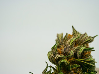dry cannabis, marijuana bud