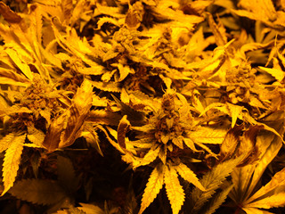 Cannabis indoor grow, flower season