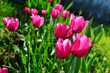 Fototapeta premium Blooming tulip flower in the garden