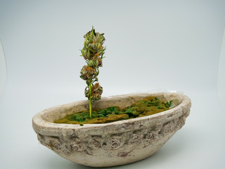 dry cannabis, marijuana bud