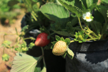 Fresh organic strawberries on the farm