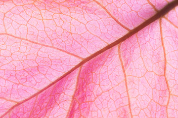 Pink leaf background