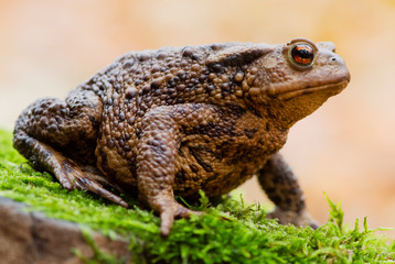 Common toad in a forest