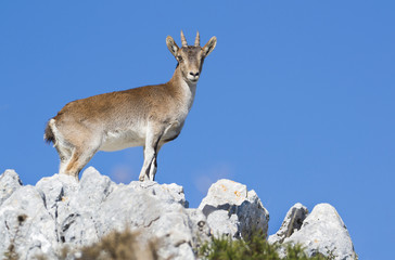 Iberian ibex in a mountain of Spain