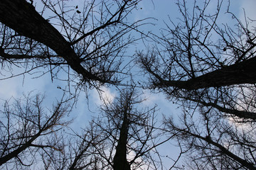 Leafless trees silhouettes