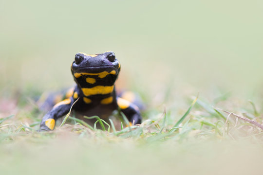 Fire salamander resting in grass