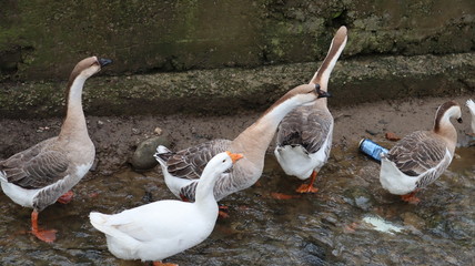 domestic geese and ducks walking in the rural yard