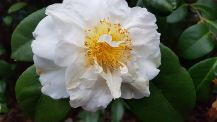 Fleurs de camélia du japon rose blanche et rouge
