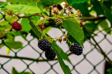 Rubus idaeus, shrub, a species of the Rubus genus of the family Rosaceae.