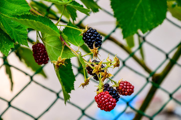 Rubus idaeus, shrub, a species of the Rubus genus of the family Rosaceae.