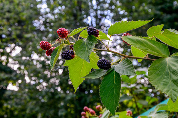 Rubus idaeus, shrub, a species of the Rubus genus of the family Rosaceae.