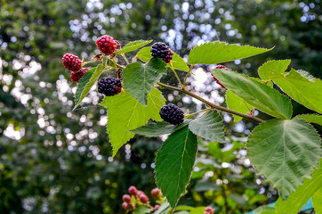 Rubus idaeus, shrub, a species of the Rubus genus of the family Rosaceae.