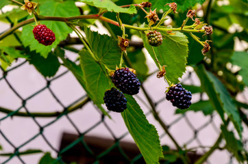Rubus idaeus, shrub, a species of the Rubus genus of the family Rosaceae.