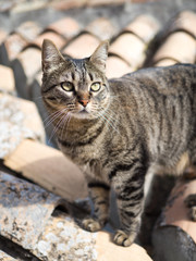 Obraz premium Close-up of a cat on typical Mediterranean tiles