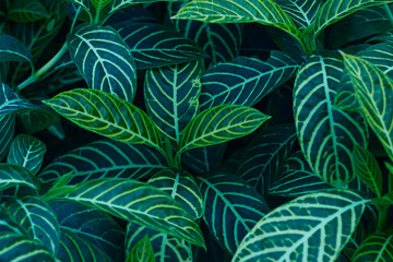 Naklejka na ściany i meble The dark green leaves have beautiful patterns on the leaves. For wallpapers