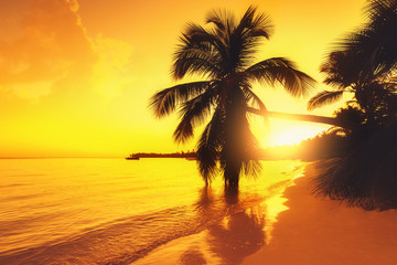 Silhouette of palm trees on a tropical island beach, sunrise shot