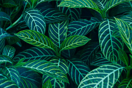 The dark green leaves have beautiful patterns on the leaves. For wallpapers