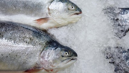 Trout lies on ice crumbs, a showcase.