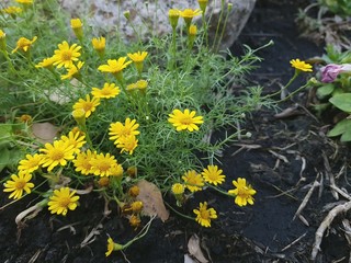 yellow flowers in the garden