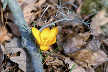 Spring composition with crocus and budding twig among dried oak leaves
