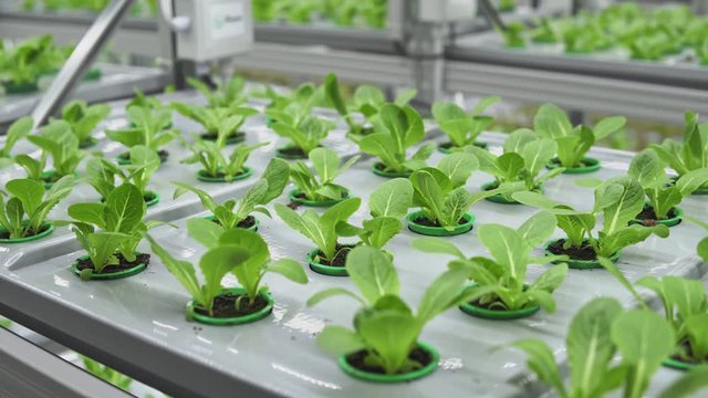 healthy food and fresh vegetables production in modern vertical farm, high agriculture technologies of future, green spinach lettuce and sorrel