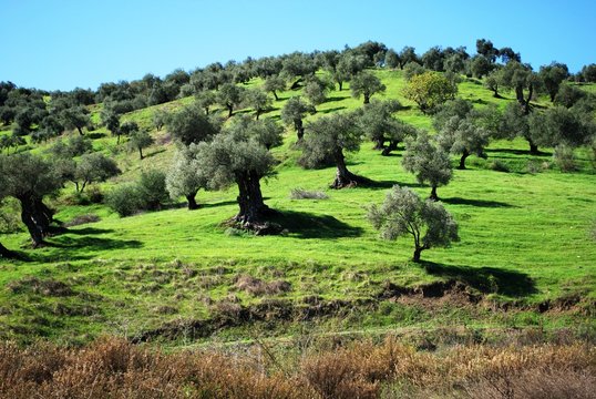 Olive trees on the hillside near Guaro, Spain.