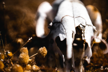 kangaroo skull