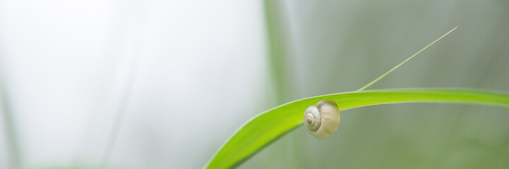 White snail shell sitting on green grass in the field