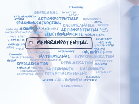 Membranpotential