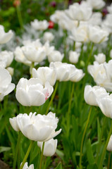  many white tulips in the garden